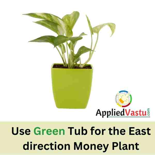 Money Plat in East Direction - vastu For Money plant AppliedVastu